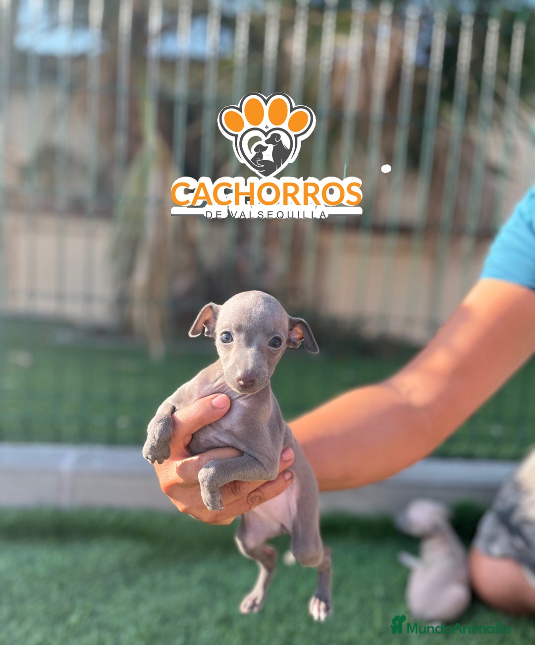 Pequeño Lebrel Italiano perros en venta: Lebrel italiano. Piccolo - Imagen 1
