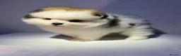 Pomerania perros en venta: POMERANIA PUPPY MINI  - Anuncio 2