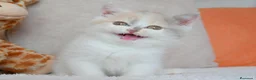 Británico de Pelo Corto gatos en venta: Gatita British Shorthair hembra disponible - Anuncio 5