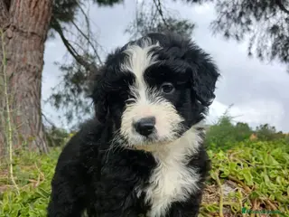 Perro de Agua Español perros 🐾 CACHORROS DE PERRO DE AGUA ESPAÑOL 🐾 - Anuncio 1