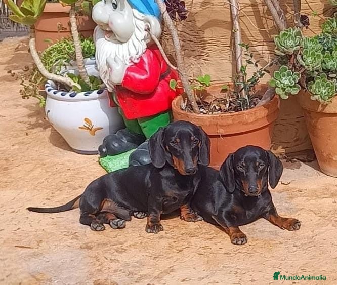 Teckel Miniatura perros Cachorros teckel miniatura  - Anuncio 6