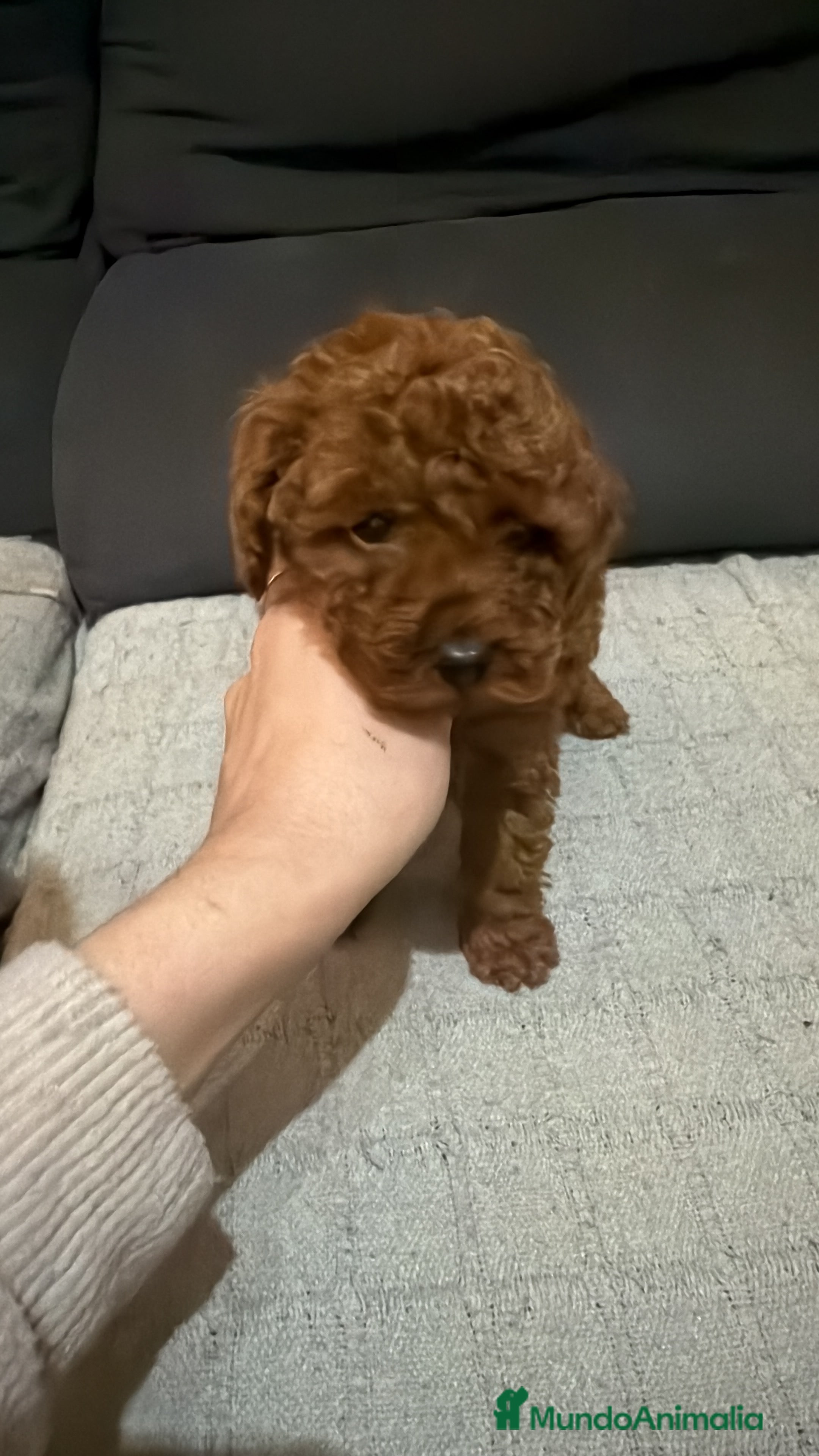 Caniche Toy perros Caniche toy - Anuncio 1