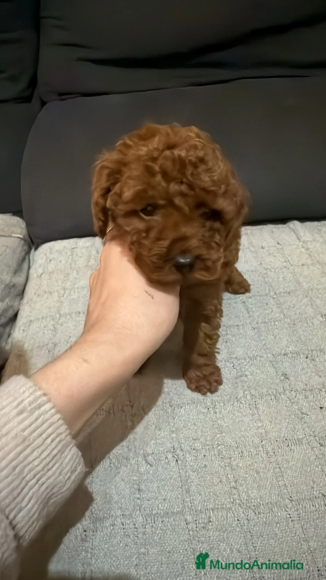 Caniche Toy perros en venta: Caniche toy - Anuncio 1