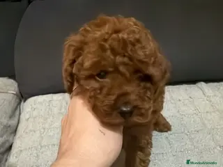 Caniche Toy perros Caniche toy - Anuncio 1