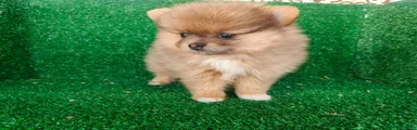 Pomerania 4