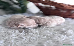Maltipoo perros en venta: MALTIPOO HEMBRAS - Imagen 8
