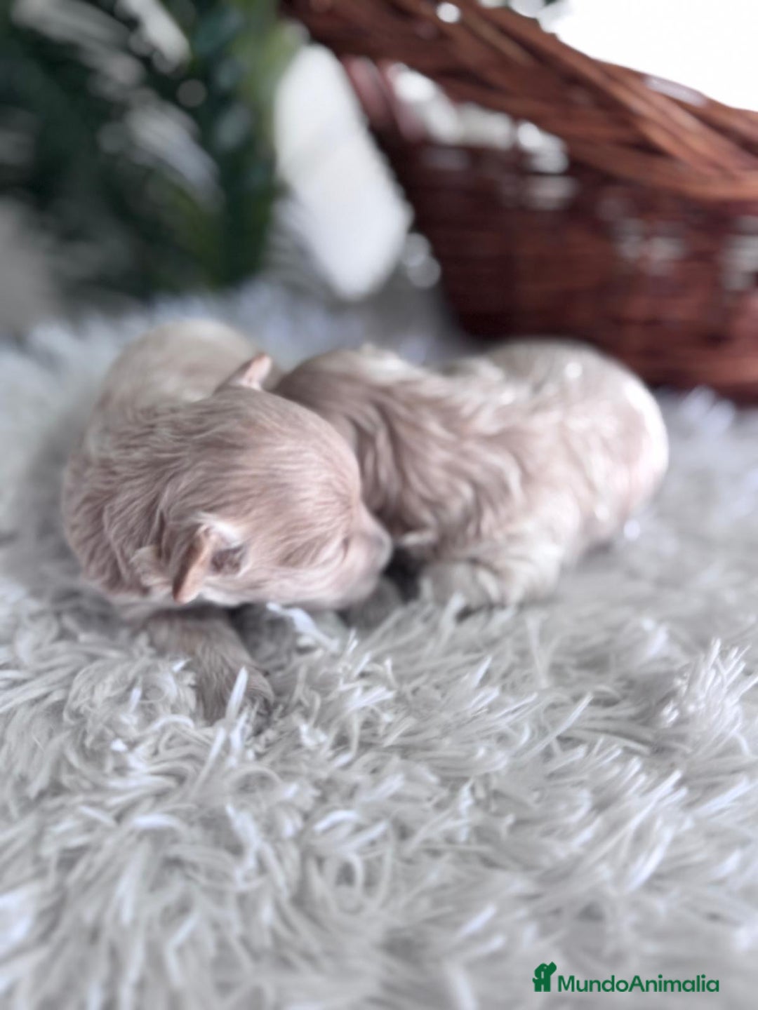 Maltipoo perros en venta: MALTIPOO HEMBRAS - Imagen 8
