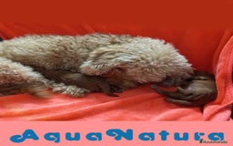 Caniche Toy perros en venta: Camada Caniche de Pastanaga AQUANATURA - Imagen 3