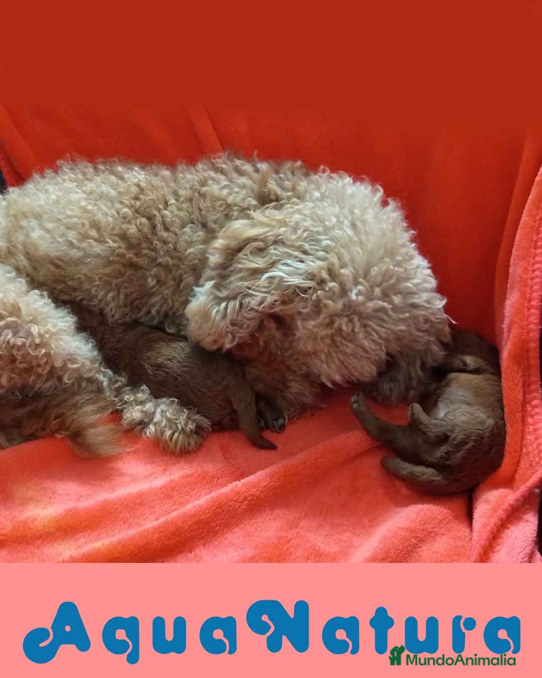 Caniche Toy perros en venta: Camada Caniche de Pastanaga AQUANATURA - Imagen 3
