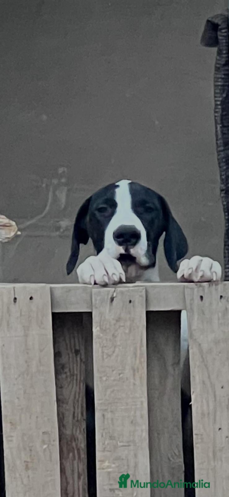 Raza Mixta perros Digo argentino - Anuncio 1