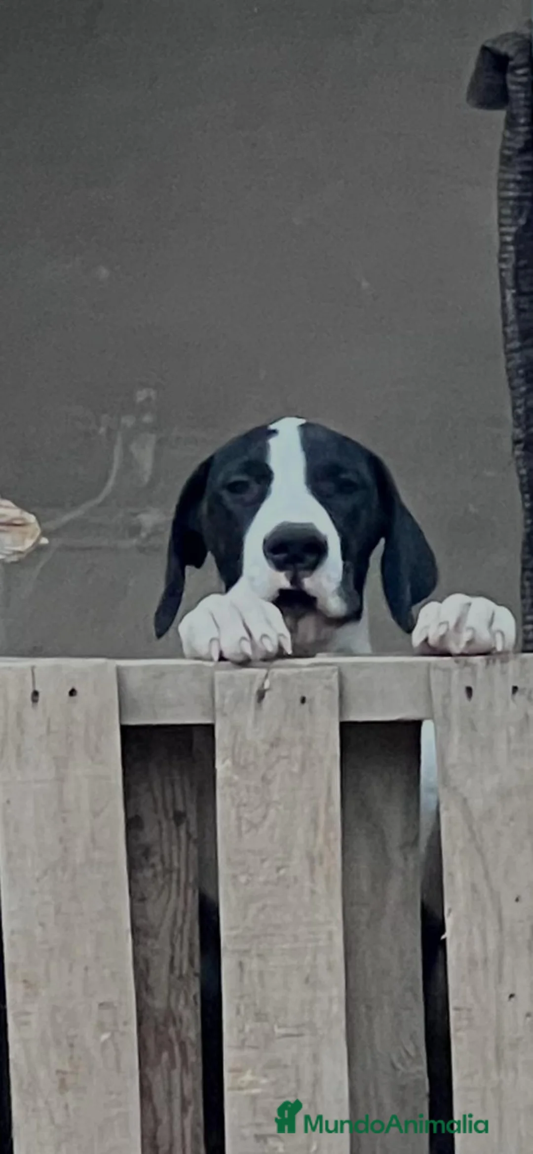 Raza Mixta perros en venta: Digo argentino - Anuncio 1