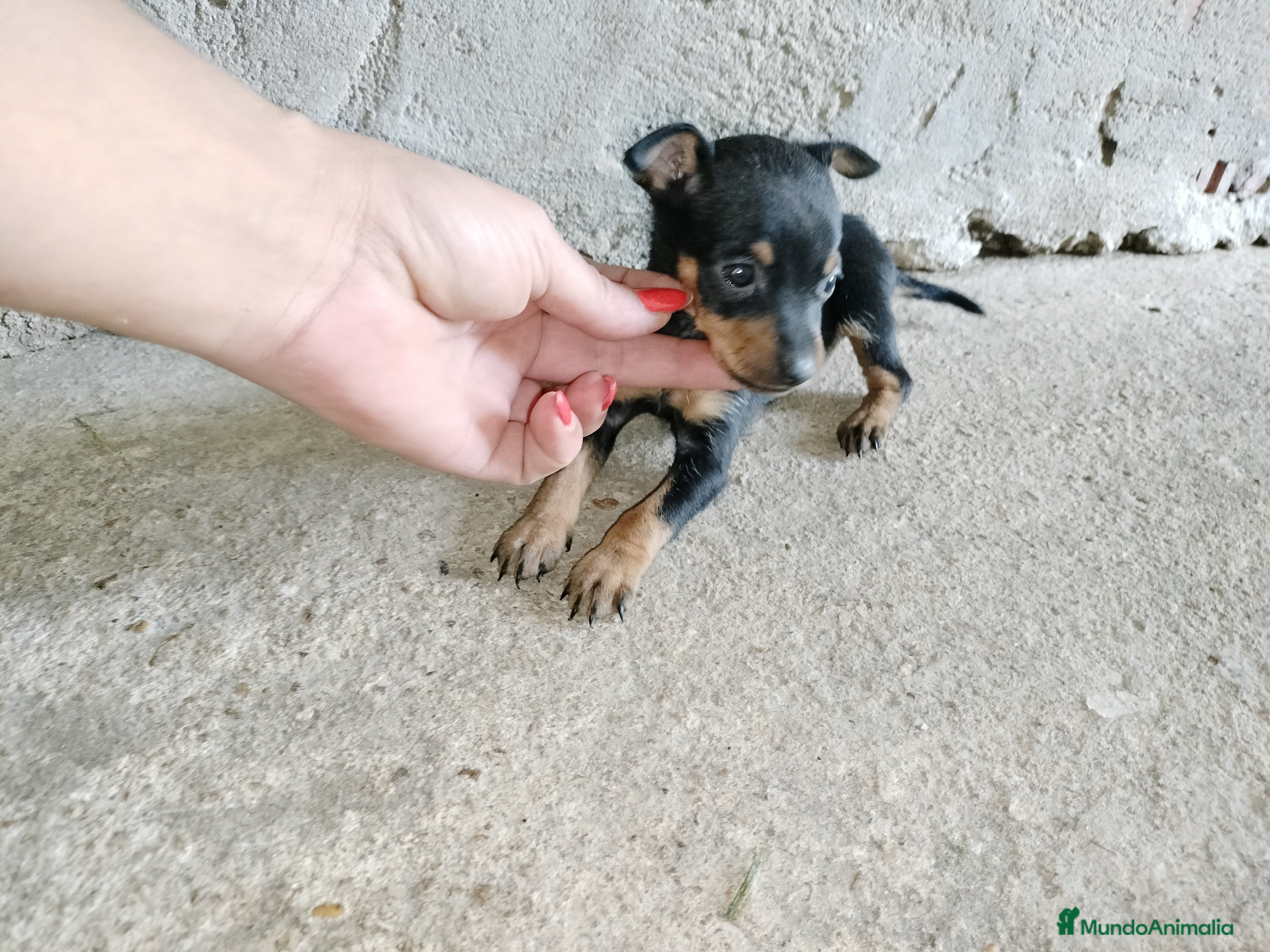 Pinscher Miniatura perros Pincher miniatura en Badajoz - Anuncio 29