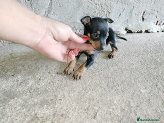 Pinscher Miniatura perros Pincher miniatura en Badajoz - Anuncio 35
