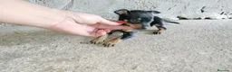 Pinscher Miniatura perros en venta: Pincher miniatura en Badajoz - Anuncio 1