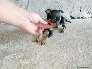 Pinscher Miniatura perros Pincher miniatura en Badajoz - Anuncio 2