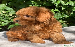 Caniche Toy perros en venta: Caniche toy rojo  - Imagen 3