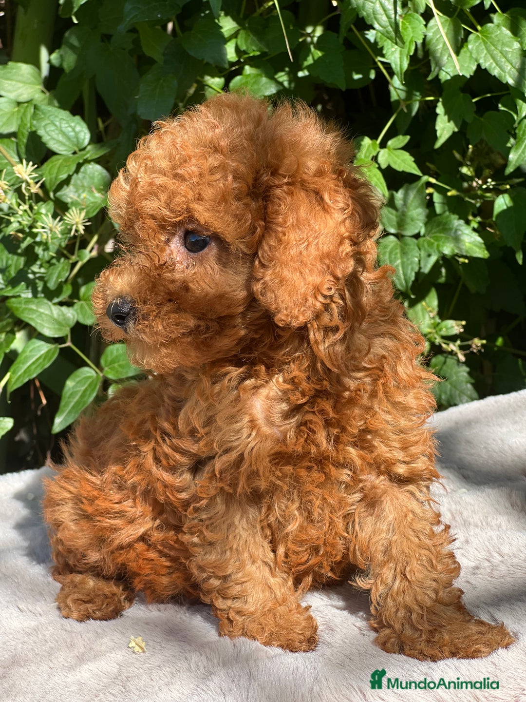 Caniche Toy perros en venta: Caniche toy rojo  - Imagen 3