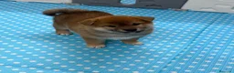 Shiba Inu perros en venta: Shiba Inu - Anuncio 3