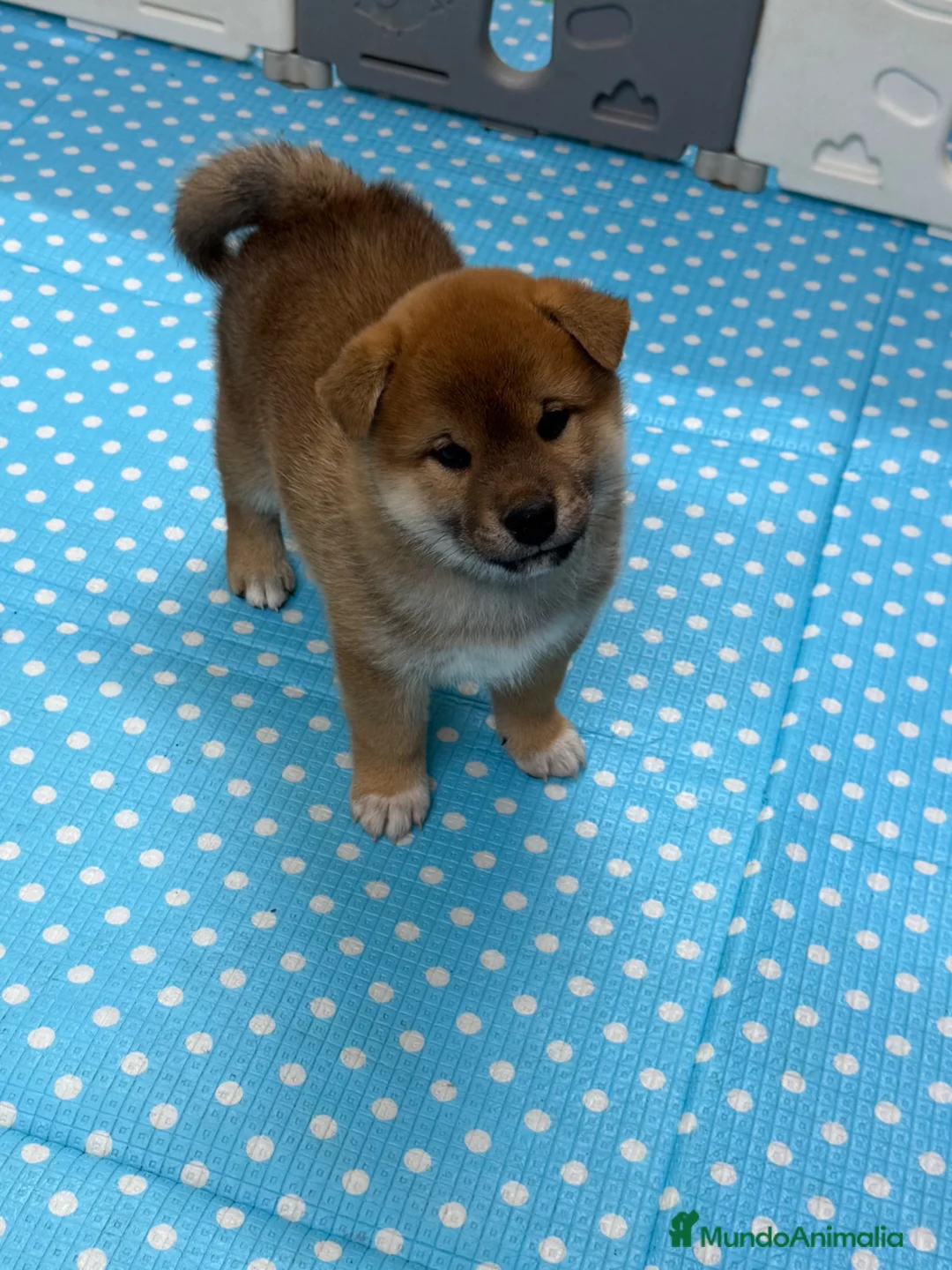 Shiba Inu perros en venta: Shiba Inu - Anuncio 3