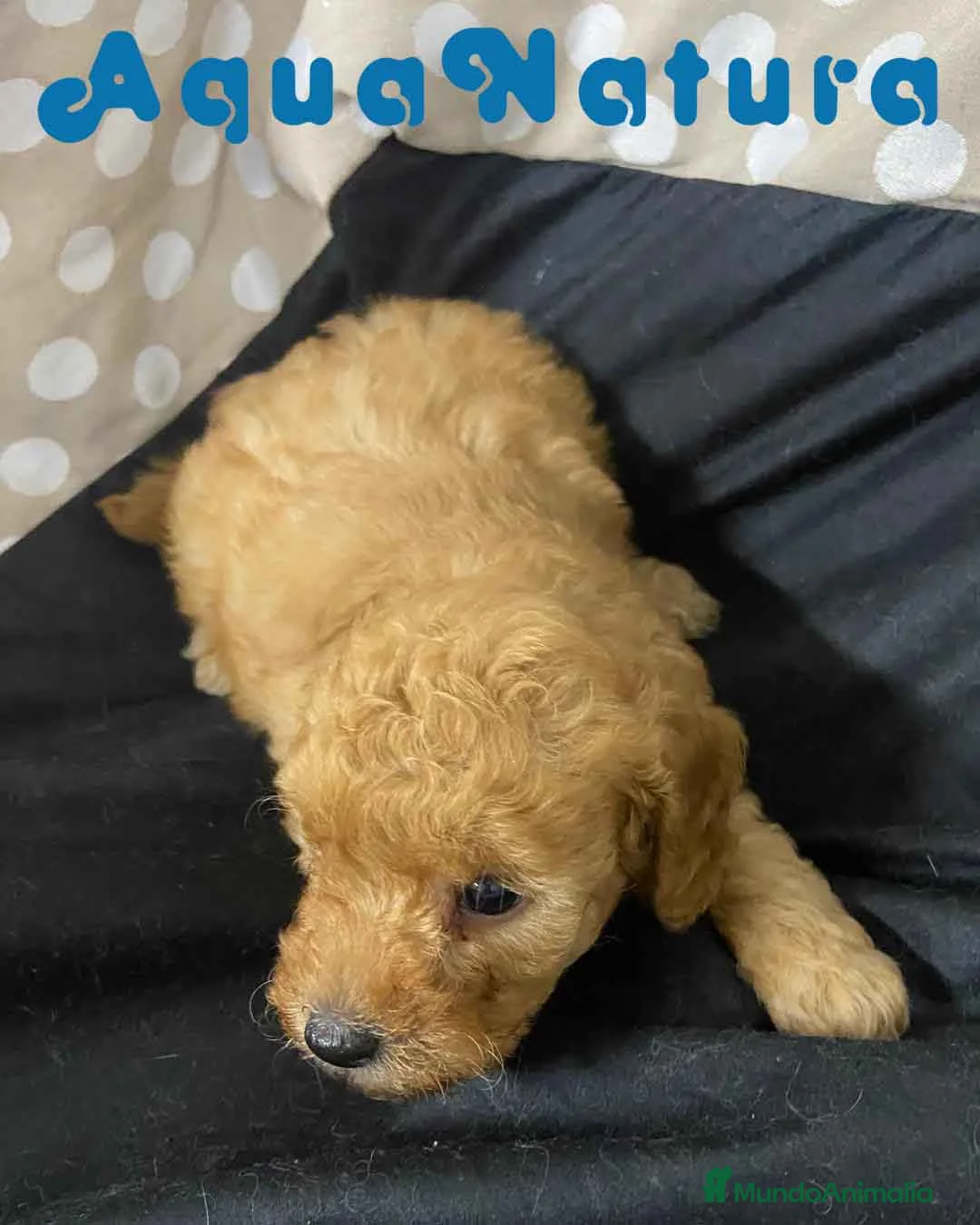 Havapoo perros en venta:  Havapoo Macho de Locaty y Can AQUANATURA - Anuncio 8