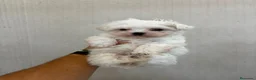 Bichón Maltés perros en venta: Bichon Maltés  - Anuncio 2