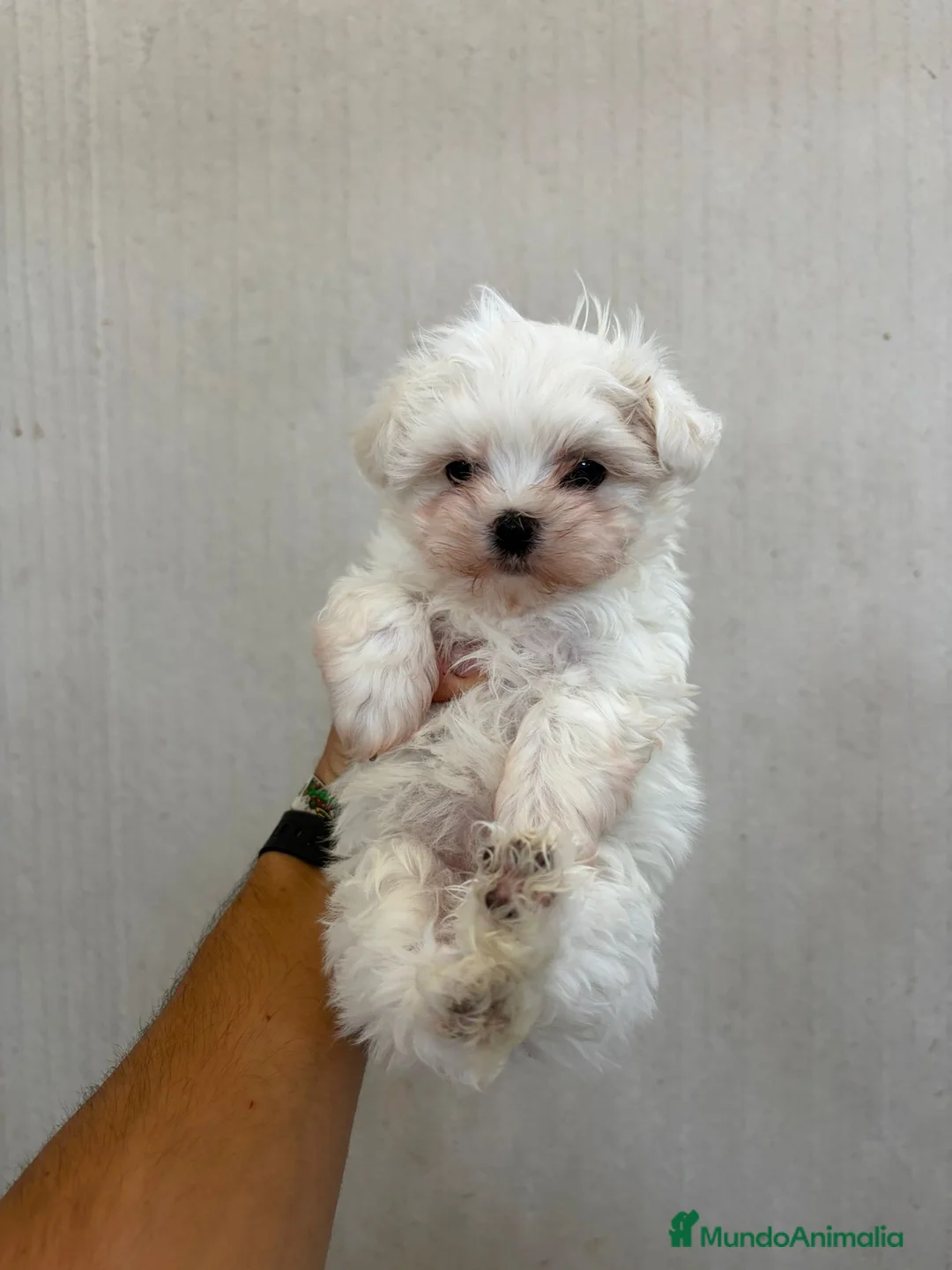 Bichón Maltés perros en venta: Bichon Maltés  - Anuncio 2