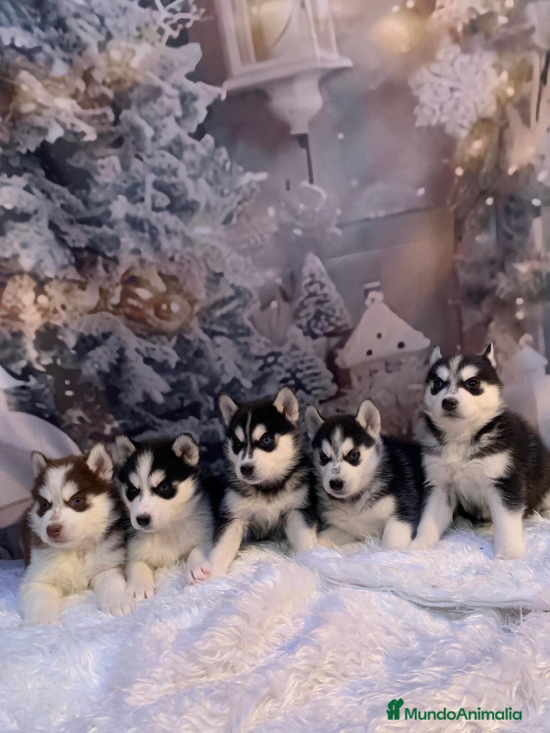 Husky Siberiano perros en venta: Cachorros husky siberianos  - Anuncio 6