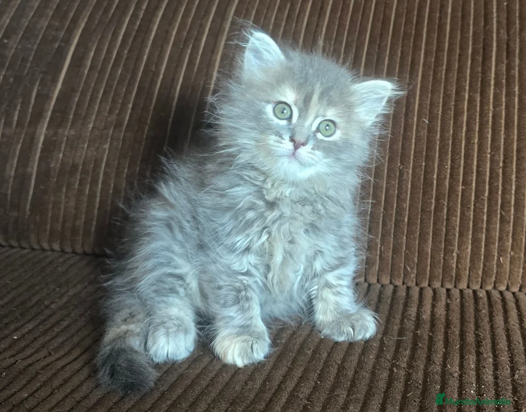 Británico de Pelo Corto Azul gatos en venta: Gatcot.com - Anuncio 7