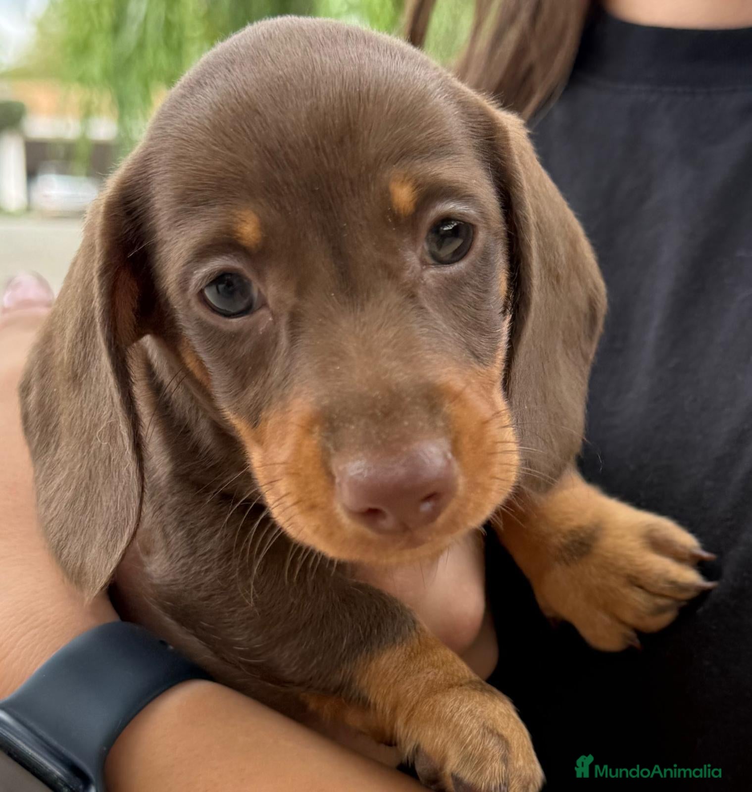 Teckel Miniatura perros teckel merle criadero garantias pura raza valencia - Anuncio 8