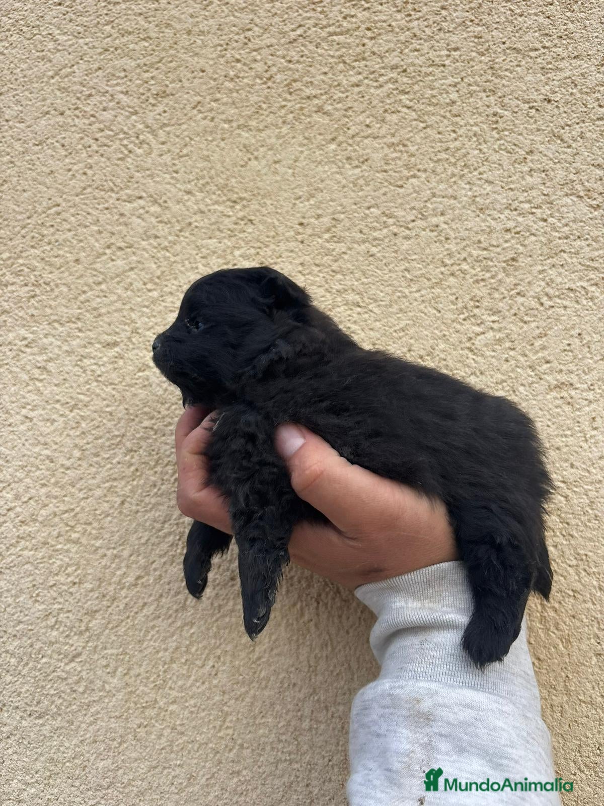 Pomerania perros Pomerania - Anuncio 1