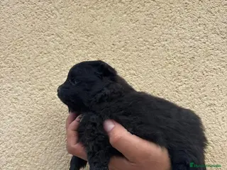 Pomerania perros Pomerania - Anuncio 29