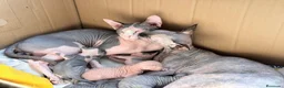 Sphynx gatos en venta: Magnificos Sphyx blancas - Anuncio 13