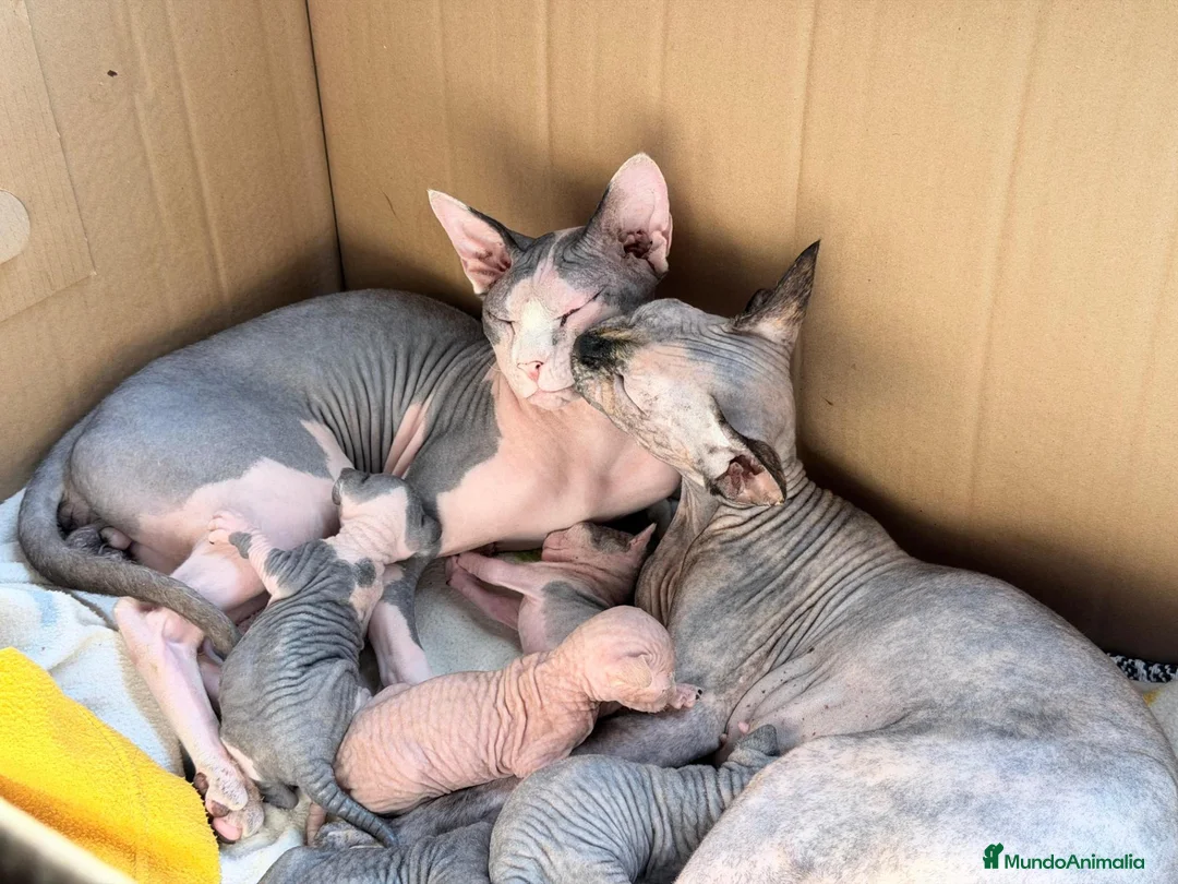 Sphynx gatos en venta: Magnificos Sphyx blancas - Anuncio 13