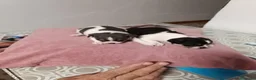 Chihuahua perros en venta: Chihuahua  - Anuncio 12