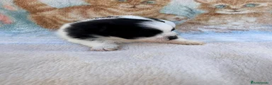 Pomerania 2