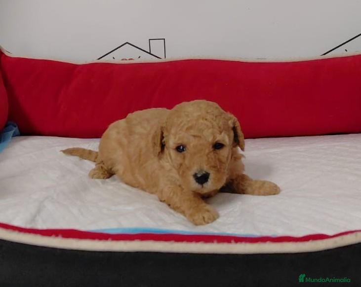 Caniche Toy perros Canoche toy - Anuncio 2