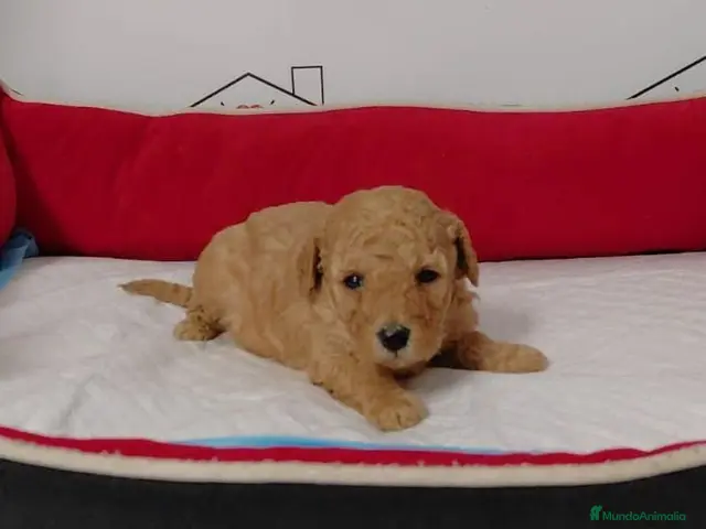 Caniche Toy perros en venta: Canoche toy - Anuncio 2