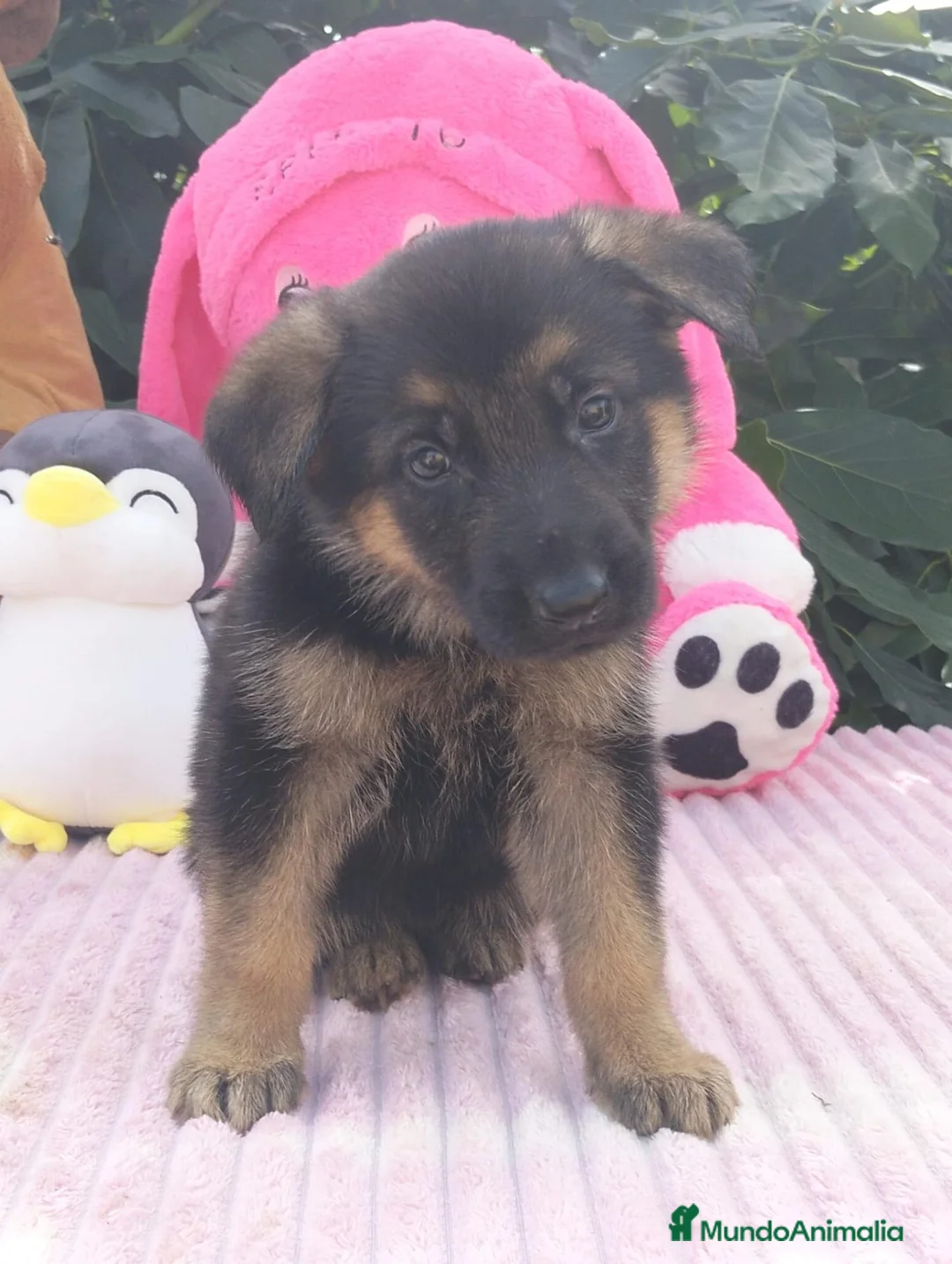 Pastor Alemán perros en venta: Pastor aleman - Anuncio 1