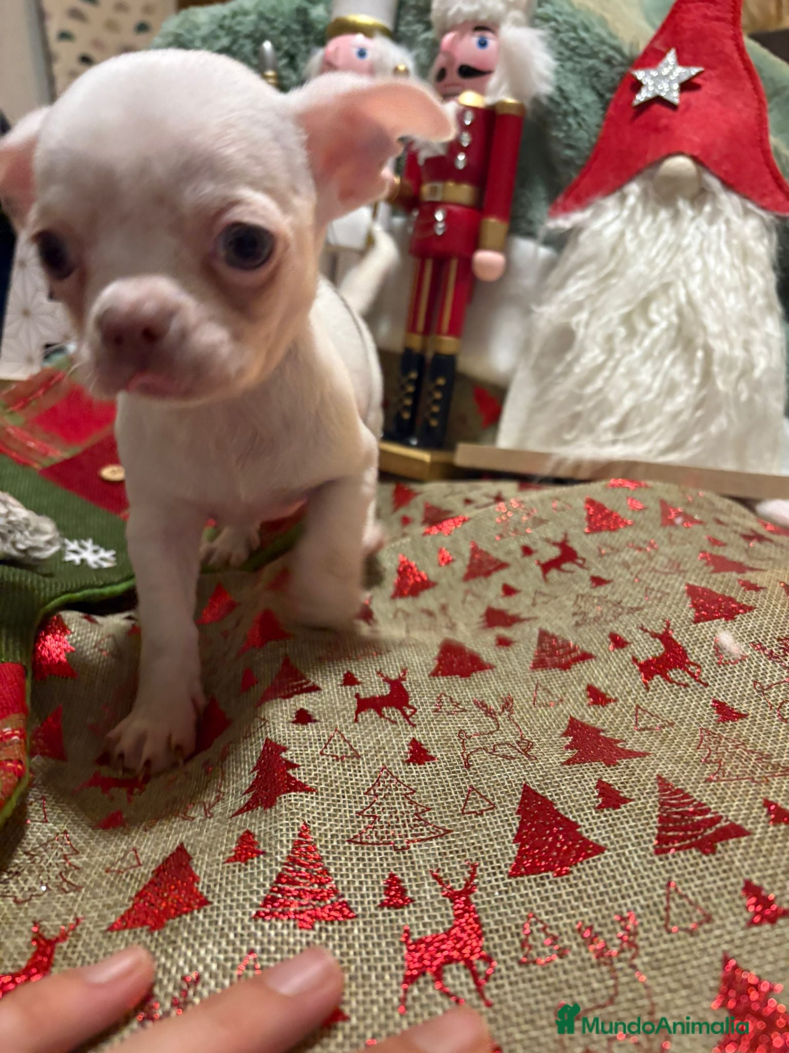 Chihuahua perros Chihuahua mini toy blanco  - Anuncio 13