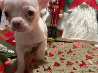 Chihuahua perros Chihuahua mini toy blanco - Anuncio 2