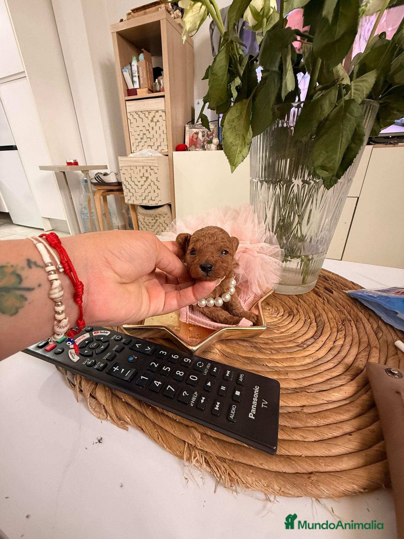 Caniche Toy perros Caniche tacita de te - Anuncio 2