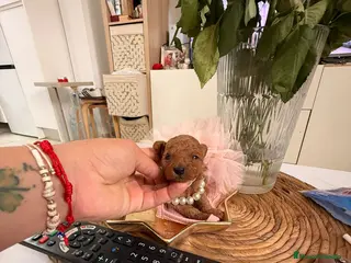 Caniche Toy perros Caniche tacita de te - Anuncio 2