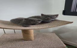 Británico de Pelo Corto Azul gatos en venta: Scottish & azul ruso - Imagen 4