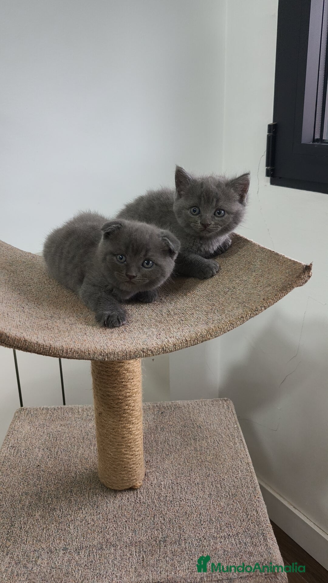 Británico de Pelo Corto Azul gatos en venta: Scottish & azul ruso - Imagen 4
