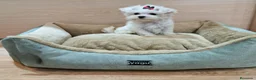 Bichón Maltés perros en venta: Bichón maltes - Anuncio 2