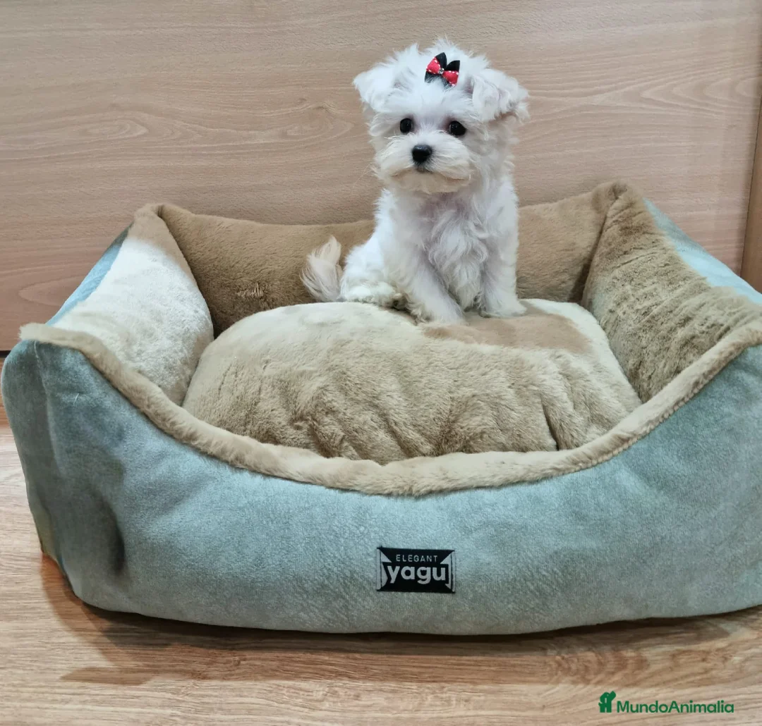 Bichón Maltés perros en venta: Bichón maltes - Anuncio 2