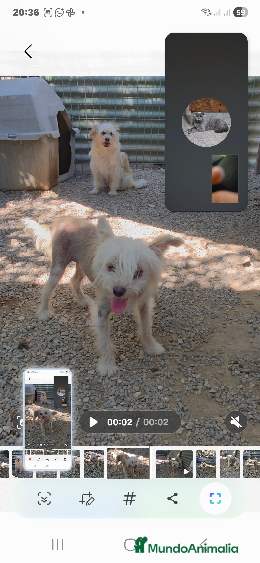 Perro Crestado Chino perros en venta: Crestado chino  - Anuncio 1