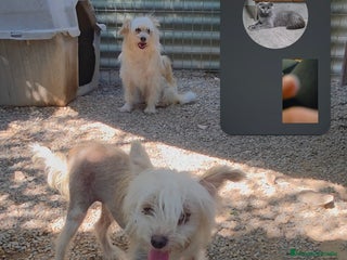 Perro Crestado Chino perros Crestado chino - Anuncio 1