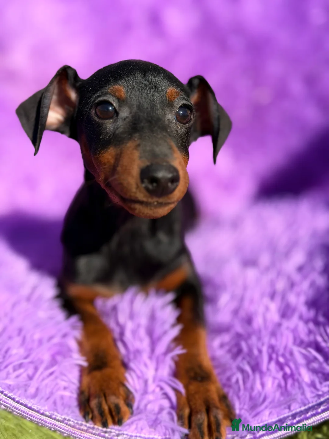 Pinscher Miniatura perros en venta: Minipincher hembra  - Anuncio 1