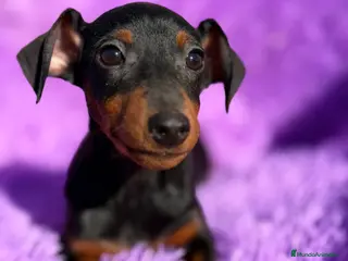 Pinscher Miniatura perros Minipincher hembra - Anuncio 12